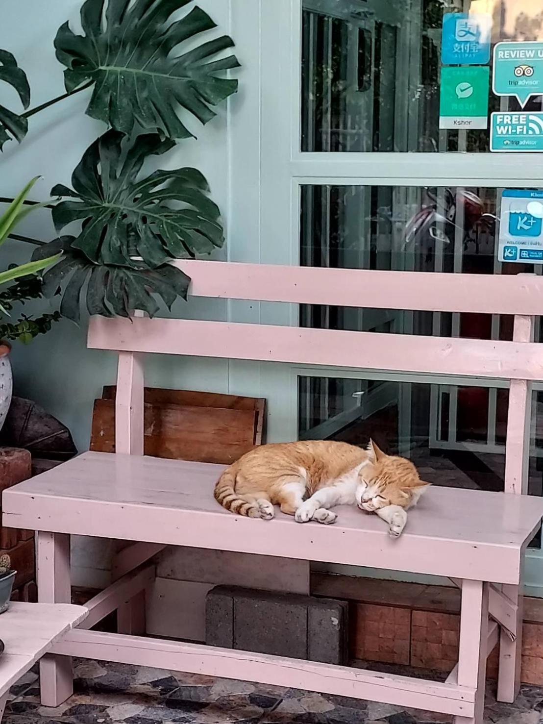 The Commonroom Cnx Chiang Mai Esterno foto